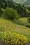 Picture of USA-COLORADO-GUNNISON NATIONAL FOREST HAIRY GOLDEN ASTER FLOWERS AND MOUNTAIN LANDSCAPE