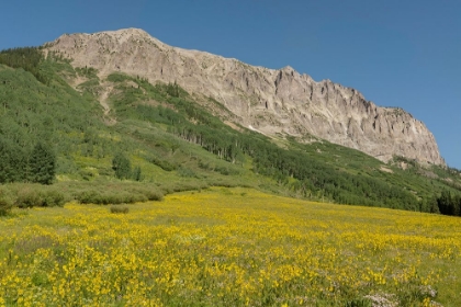 Picture of USA-COLORADO-GUNNISON NATIONAL FOREST MULE-EARS FLOWERS IN FIELD BELOW GOTHIC MOUNTAIN