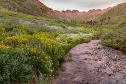 Picture of USA-COLORADO MOUNTAIN LANDSCAPE WITH WILDFLOWERS AND STREAM