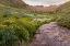 Picture of USA-COLORADO MOUNTAIN LANDSCAPE WITH WILDFLOWERS AND STREAM