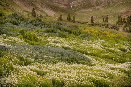 Picture of USA-COLORADO-AMERICAN BASIN WILDFLOWERS IN MOUNTAIN MEADOW