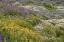 Picture of USA-COLORADO-AMERICAN BASIN WILDFLOWERS IN MOUNTAIN MEADOW
