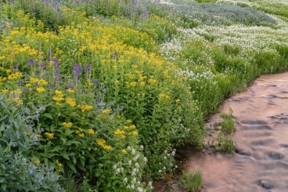 Picture of USA-COLORADO MOUNTAIN WILDFLOWERS AND STREAM