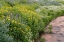 Picture of USA-COLORADO MOUNTAIN WILDFLOWERS AND STREAM