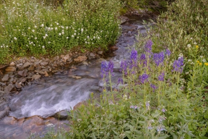 Picture of USA-COLORADO MOUNTAIN WILDFLOWERS AND STREAM