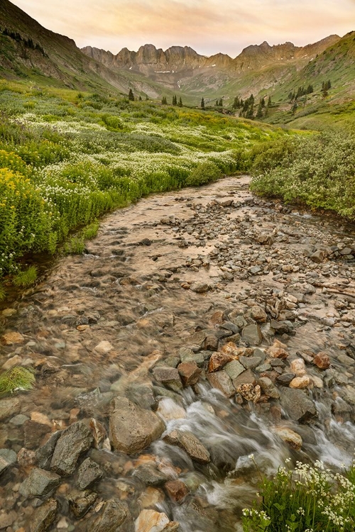 Picture of USA-COLORADO MOUNTAIN LANDSCAPE WITH WILDFLOWERS AND STREAM