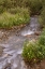Picture of USA-COLORADO MOUNTAIN WILDFLOWERS AND STREAM