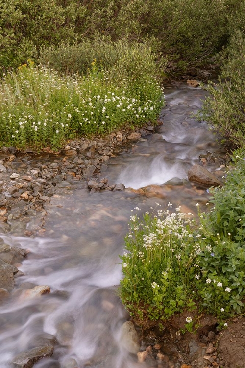 Picture of USA-COLORADO MOUNTAIN WILDFLOWERS AND STREAM