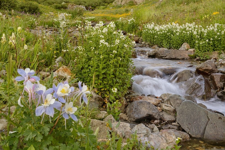 Picture of USA-COLORADO MOUNTAIN WILDFLOWERS AND STREAM