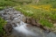 Picture of USA-COLORADO MOUNTAIN WILDFLOWERS AND STREAM