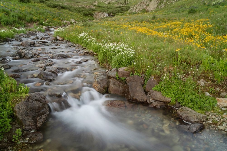 Picture of USA-COLORADO MOUNTAIN WILDFLOWERS AND STREAM