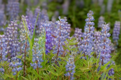 Picture of USA-COLORADO-GUNNISON NATIONAL FOREST LUPINE FLOWERS IN SAN JUAN MOUNTAINS