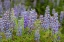 Picture of USA-COLORADO-GUNNISON NATIONAL FOREST LUPINE FLOWERS IN SAN JUAN MOUNTAINS