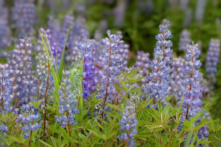 Picture of USA-COLORADO-GUNNISON NATIONAL FOREST LUPINE FLOWERS IN SAN JUAN MOUNTAINS