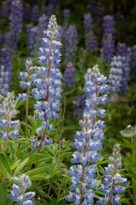 Picture of USA-COLORADO-GUNNISON NATIONAL FOREST LUPINE FLOWERS IN SAN JUAN MOUNTAINS