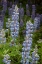 Picture of USA-COLORADO-GUNNISON NATIONAL FOREST LUPINE FLOWERS IN SAN JUAN MOUNTAINS