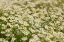 Picture of USA-COLORADO WILD CHAMOMILE FLOWERS IN A MOUNTAIN MEADOW