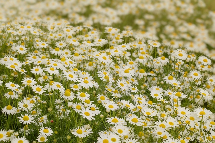 Picture of USA-COLORADO WILD CHAMOMILE FLOWERS IN A MOUNTAIN MEADOW