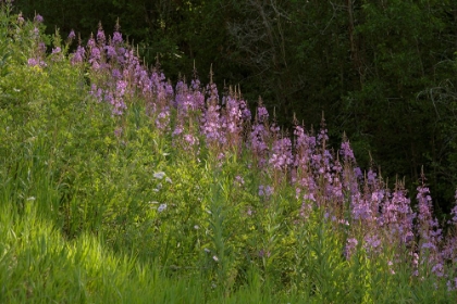 Picture of USA-COLORADO-GUNNISON NATIONAL FOREST FIREWEED FLOWERS