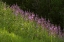 Picture of USA-COLORADO-GUNNISON NATIONAL FOREST FIREWEED FLOWERS
