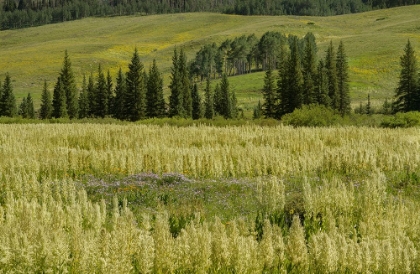 Picture of USA-COLORADO-GUNNISON NATIONAL FOREST CORNHUSK LILIES IN MOUNTAIN MEADOW