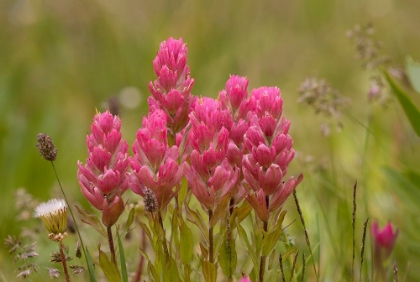 Picture of USA-COLORADO-AMERICAN BASIN ROSY PAINTBRUSH FLOWERS CLOSE-UP