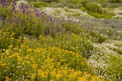 Picture of USA-COLORADO-GUNNISON NATIONAL FOREST FIELD OF WILDFLOWERS