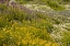 Picture of USA-COLORADO-GUNNISON NATIONAL FOREST FIELD OF WILDFLOWERS