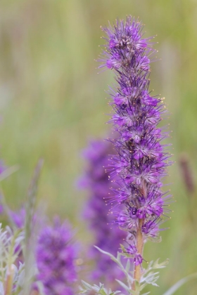 Picture of USA-COLORADO-GUNNISON NATIONAL FOREST PURPLE FRINGE FLOWER CLOSE-UP