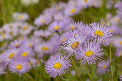 Picture of USA-COLORADO-GUNNISON NATIONAL FOREST SHOWY DAISY FLOWERS CLOSE-UP