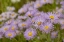 Picture of USA-COLORADO-GUNNISON NATIONAL FOREST SHOWY DAISY FLOWERS CLOSE-UP
