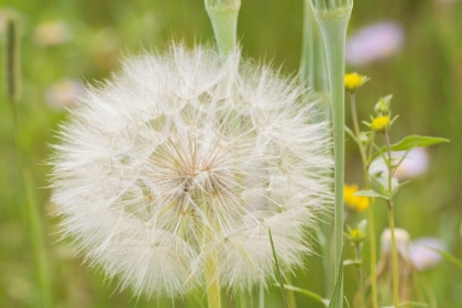 Picture of USA-COLORADO-GUNNISON NATIONAL FOREST WESTERN SALSIFY SEEDHEAD CLOSE-UP