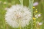 Picture of USA-COLORADO-GUNNISON NATIONAL FOREST WESTERN SALSIFY SEEDHEAD CLOSE-UP