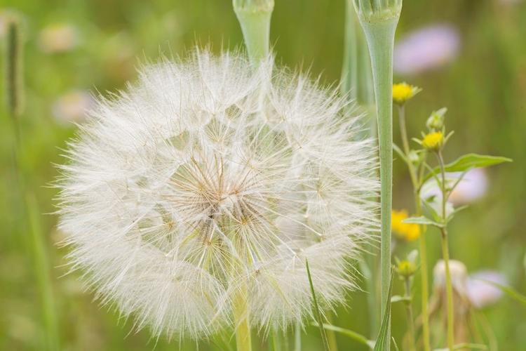 Picture of USA-COLORADO-GUNNISON NATIONAL FOREST WESTERN SALSIFY SEEDHEAD CLOSE-UP