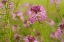 Picture of USA-COLORADO ROCKY MOUNTAIN BEE PLANT CLOSE-UP