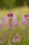 Picture of USA-COLORADO ROCKY MOUNTAIN BEE PLANT CLOSE-UP