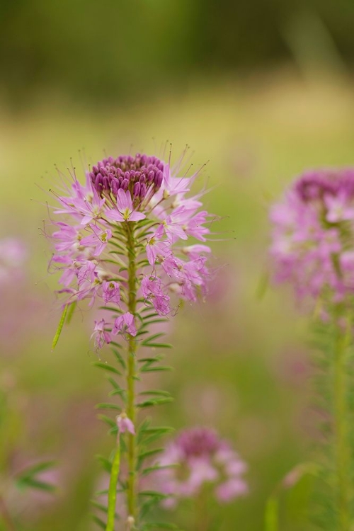 Picture of USA-COLORADO ROCKY MOUNTAIN BEE PLANT CLOSE-UP