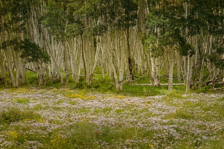 Picture of USA-COLORADO-SAN JUAN MOUNTAINS WILDFLOWERS IN MOUNTAIN MEADOW