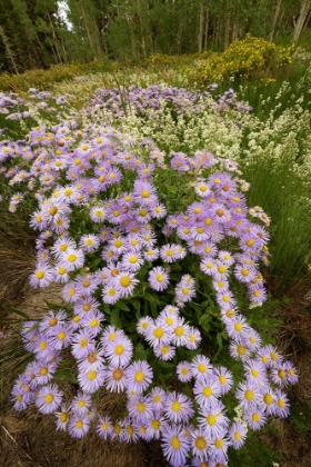 Picture of USA-COLORADO-SAN JUAN MOUNTAINS WILDFLOWERS IN MEADOW