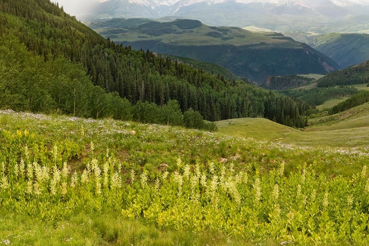 Picture of USA-COLORADO-SAN JUAN MOUNTAINS SUMMER MOUNTAIN LANDSCAPE