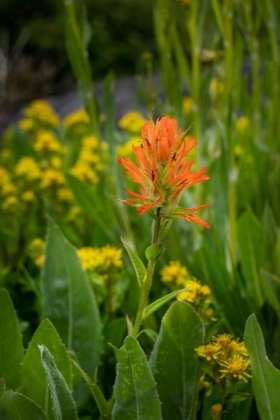 Picture of USA-COLORADO-UNCOMPAHGRE NATIONAL FOREST INDIAN PAINTBRUSH FLOWER CLOSE-UP