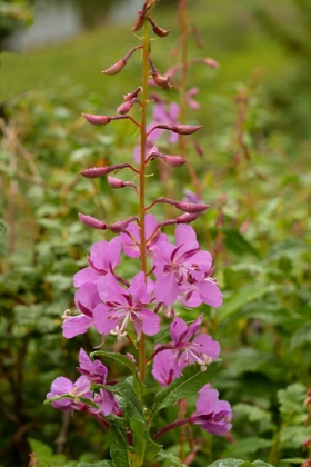Picture of USA-COLORADO-UNCOMPAHGRE NATIONAL FOREST FIREWEED FLOWERS CLOSE-UP