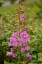 Picture of USA-COLORADO-UNCOMPAHGRE NATIONAL FOREST FIREWEED FLOWERS CLOSE-UP