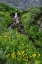 Picture of USA-COLORADO-UNCOMPAHGRE NATIONAL FOREST MOUNTAIN LANDSCAPE WITH WATERFALL AND WILDFLOWERS