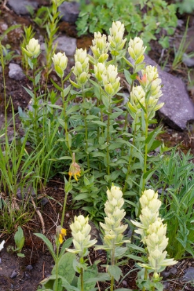 Picture of USA-COLORADO-UNCOMPAHGRE NATIONAL FOREST YELLOW PAINTBRUSH FLOWERS CLOSE-UP