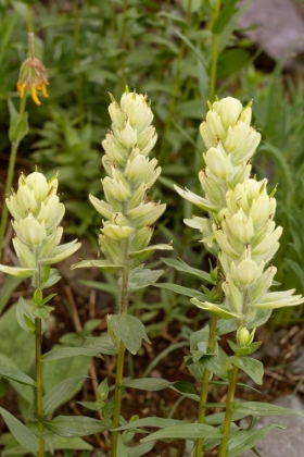 Picture of USA-COLORADO-UNCOMPAHGRE NATIONAL FOREST YELLOW PAINTBRUSH FLOWERS CLOSE-UP