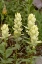 Picture of USA-COLORADO-UNCOMPAHGRE NATIONAL FOREST YELLOW PAINTBRUSH FLOWERS CLOSE-UP