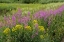 Picture of USA-COLORADO-GUNNISON NATIONAL FOREST SPRINGTIME MEADOW WITH WILDFLOWERS