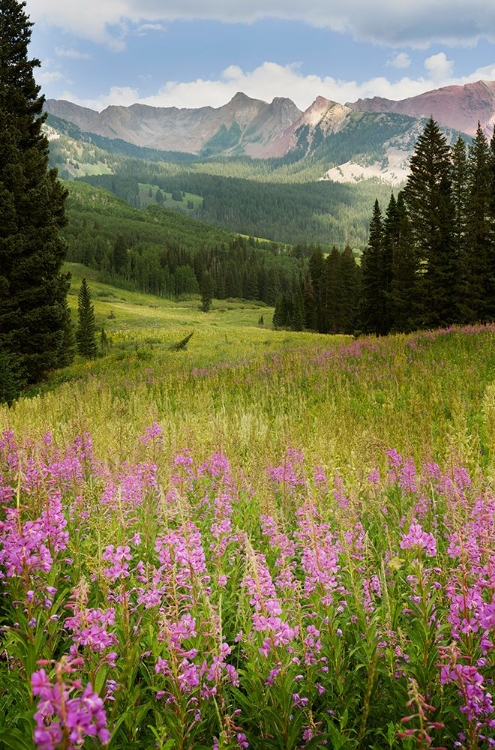 Picture of USA-COLORADO-GUNNISON NATIONAL FOREST FIREWEEDS IN MOUNTAIN MEADOW