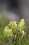 Picture of USA-COLORADO-GUNNISON NATIONAL FOREST YELLOW PAINTBRUSH FLOWERS CLOSE-UP